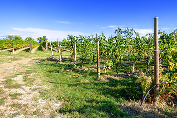 Image showing typical vineyard in northern Italy Trentino