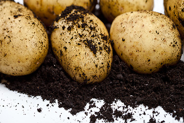 Image showing Newly harvested potatoes and soil closeup on white background.