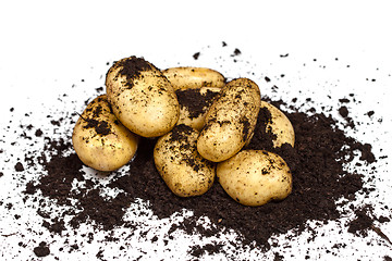 Image showing Newly harvested potatoes and soil on white background.