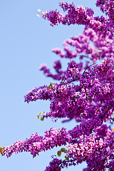 Image showing Branches with fresh pink flowers in the morning sunlight against