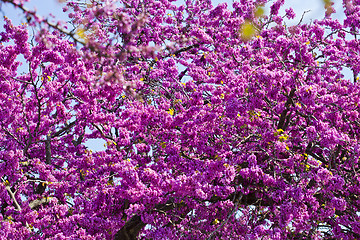 Image showing Branches with fresh pink flowers in the morning sunlight against