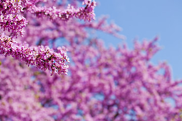 Image showing Branches with fresh pink flowers in the morning sunlight against