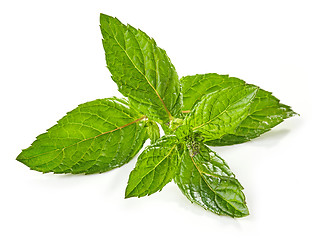 Image showing fresh green mint leaf
