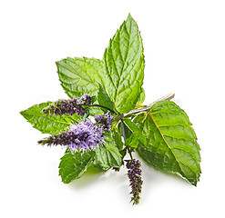 Image showing fresh blooming mint flower