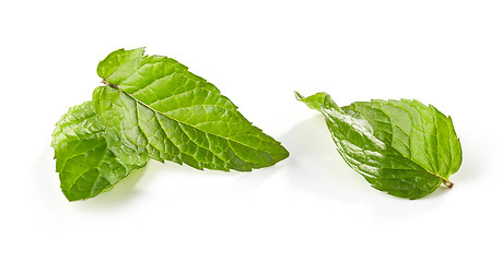 Image showing fresh green mint leaves