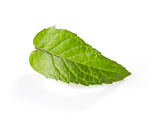 Image showing fresh green mint leaf