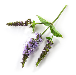 Image showing blooming mint flower