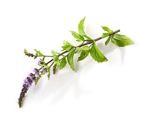 Image showing blooming mint flower