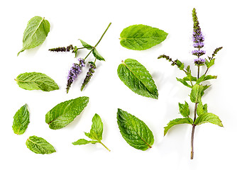 Image showing fresh mint leaves and blooming mint flower