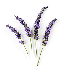 Image showing blooming lavender flower