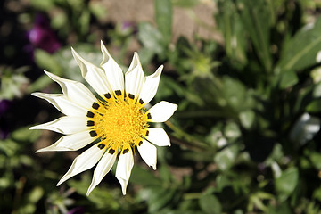 Image showing Flower