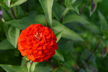 Image showing Bright red zinnia flower with layered petals