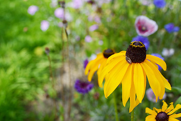 Image showing Black Eyed Susan flower with a gorse shield bug nymph