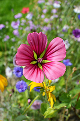 Image showing Bold pink malope trifida flower 