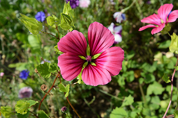 Image showing Mallow wort - malope trifida - with five deep pink petals agains