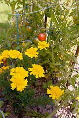 Image showing Marigolds growing with tomatoes as companion planting