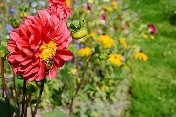 Image showing Red dahlia with a hoverfly against a colourful garden
