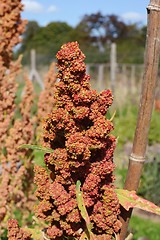 Image showing Head of a quinoa plant with red flowers