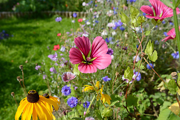 Image showing Pink malope and yellow rudbeckia flowers among wildflowers