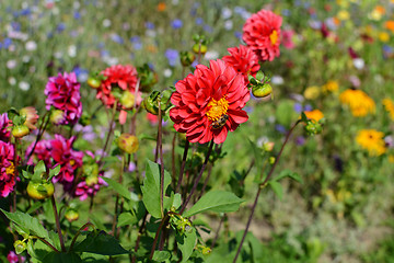 Image showing Red dahlia and a drone fly hoverfly in a colourful flower bed