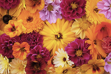 Image showing Large yellow calendula flower among mixed blooms