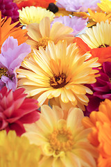 Image showing Pale yellow calendula flower among bright blooms