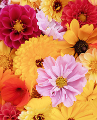 Image showing Pink cosmos among floral background of red and yellow flowers