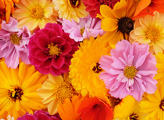 Image showing Details of flower background with yellow, pink and red blooms