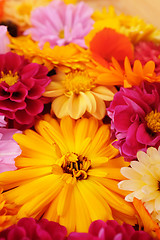 Image showing Deep yellow calendula among bright mix of flowers