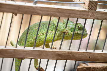 Image showing A chameleon in captivity in wooden cage.