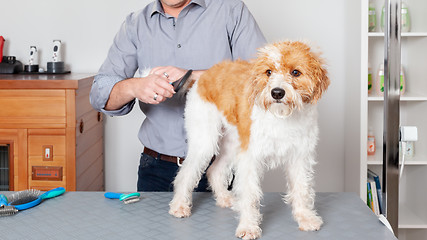 Image showing Sweet Dog Grooming