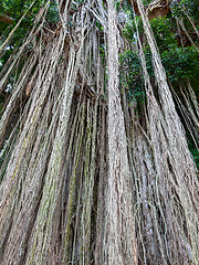 Image showing Long trailing aerial or adventitious roots on tree