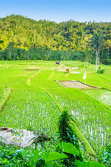 Image showing Lush green rice field or paddy in Bali