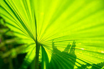 Image showing green palm leaf background