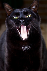 Image showing Funny yawning black cat sitting and looking at the camera. 