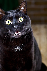Image showing Funny black cat sitting and looking at the camera.