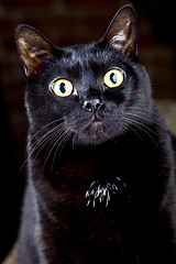 Image showing Black cat sitting and looking at the camera.