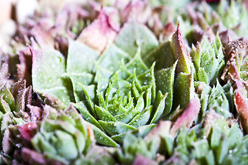 Image showing Arrangement of the succulents with water drops overhead.