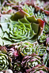 Image showing Arrangement of the succulents with water drops overhead.