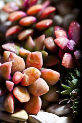 Image showing Succulent plant with water drops macro image.