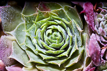 Image showing Arrangement of the succulents with water drops overhead. 