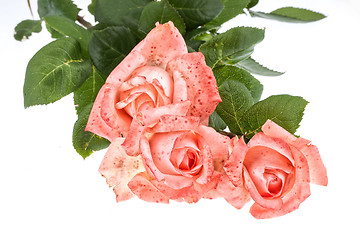 Image showing Pink Roses