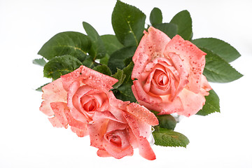 Image showing Pink Roses