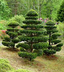 Image showing Japanese trees