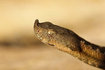 Image showing head of dangerous european viper