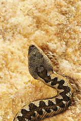 Image showing detail of Vipera ammodytes in natural habitat