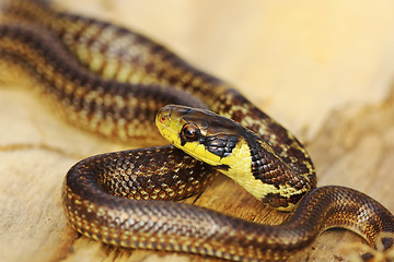 Image showing beautiful juvenile aesculapian snake