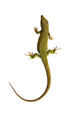 Image showing isolated common green lizard