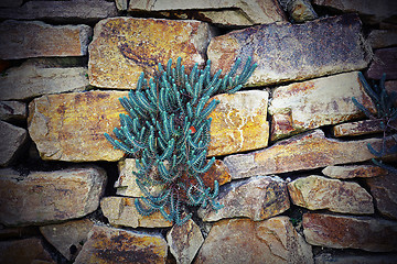 Image showing plants growing on stone wall
