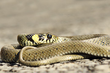 Image showing curled grass snake